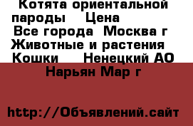Котята ориентальной пароды  › Цена ­ 12 000 - Все города, Москва г. Животные и растения » Кошки   . Ненецкий АО,Нарьян-Мар г.